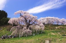 三春滝桜.jpg